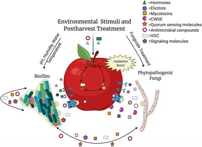 beneficial and harmful effects of molds
